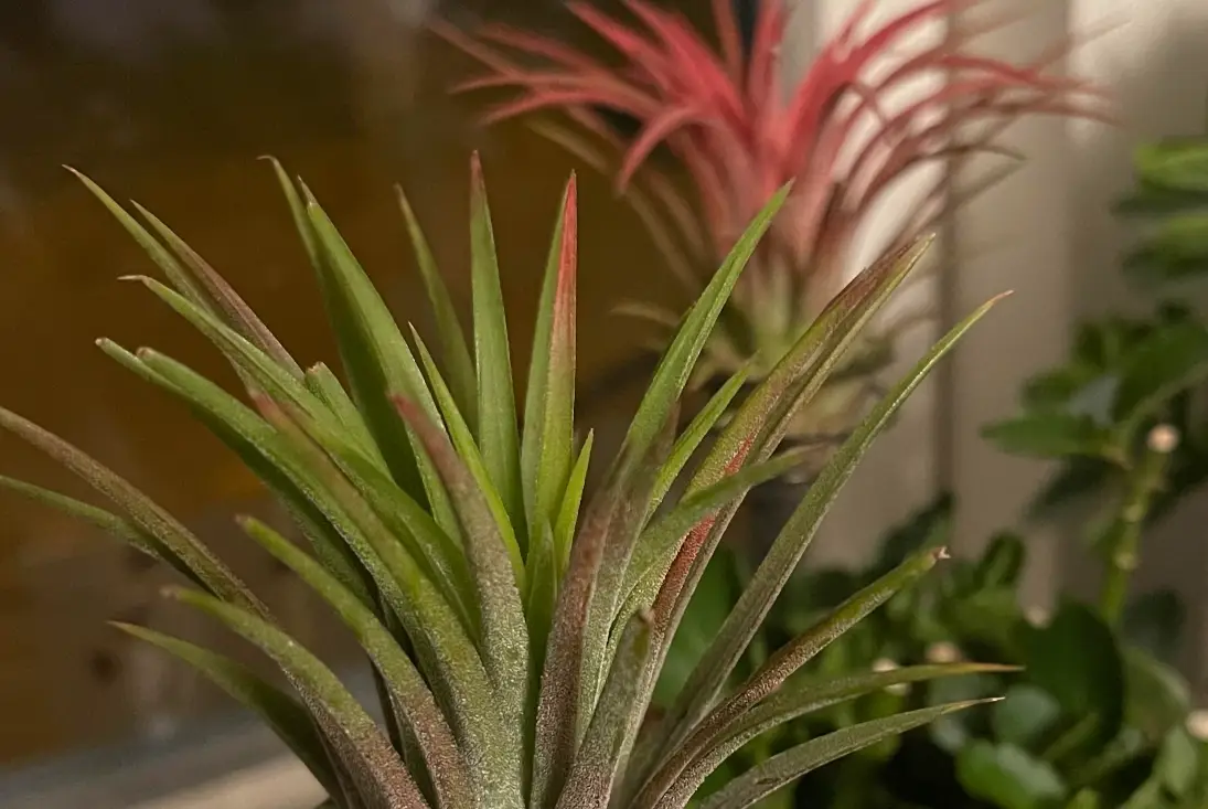 Tillandsia 修剪 時機 Tillandsia 修剪 時機