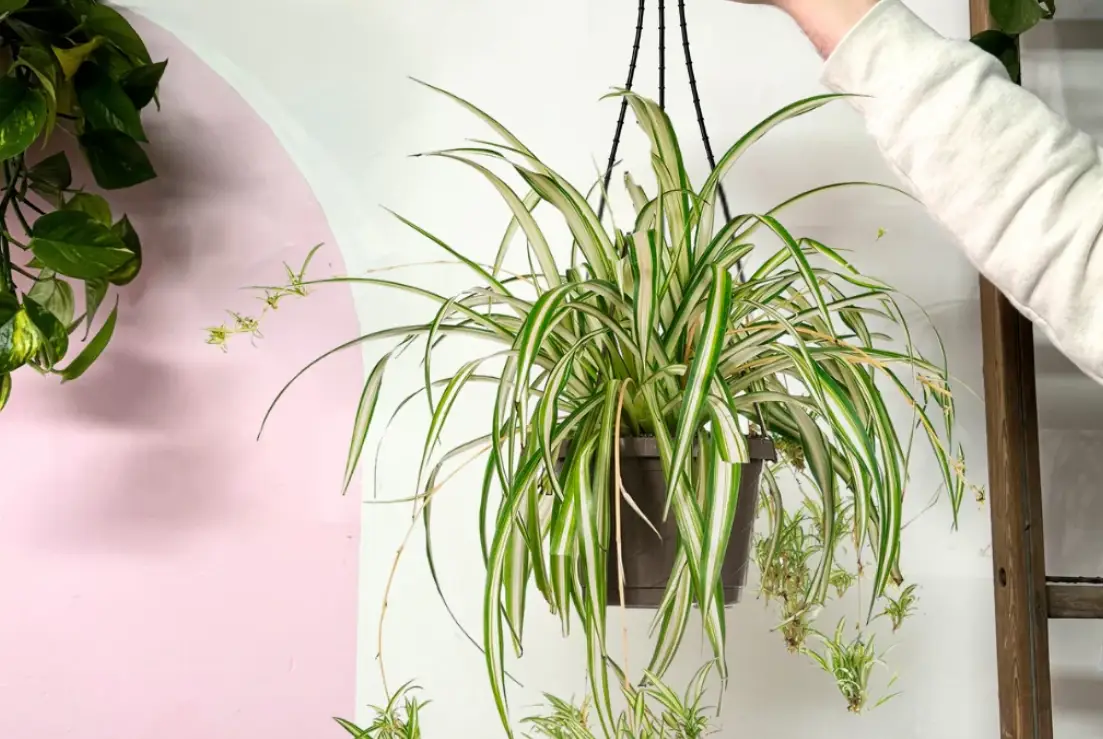 好養的室內植物