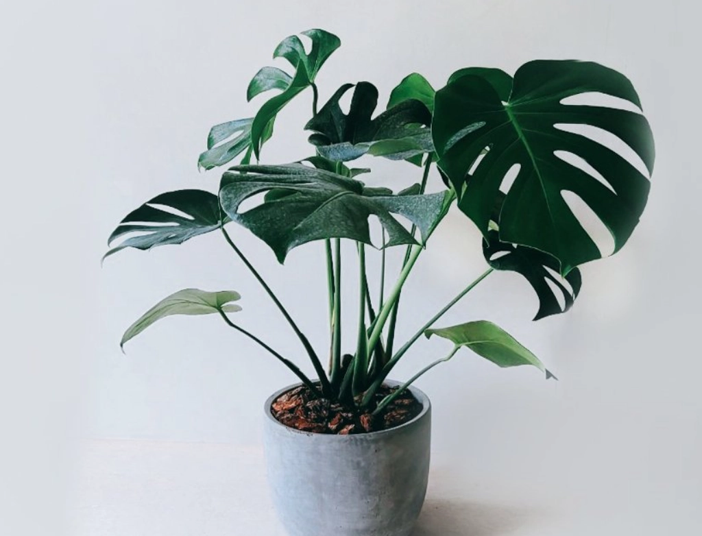 龜背芋養護技巧