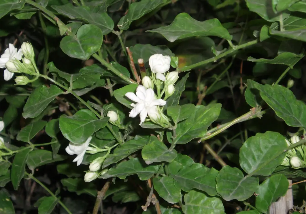 白色食用花種類