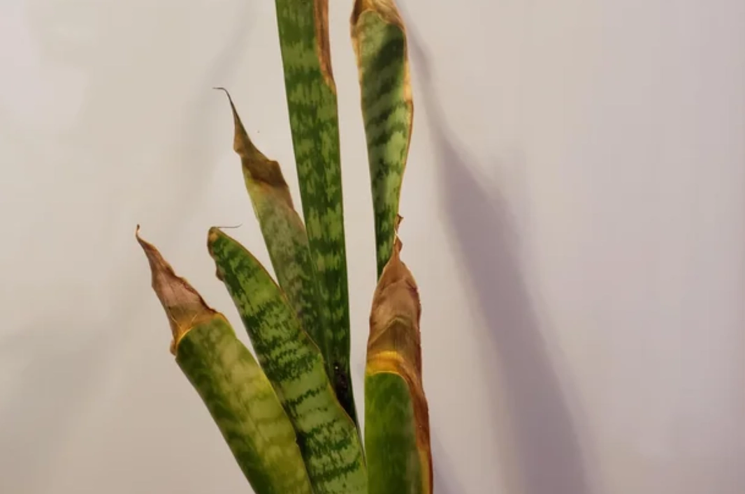 虎尾蘭 曬傷 處理