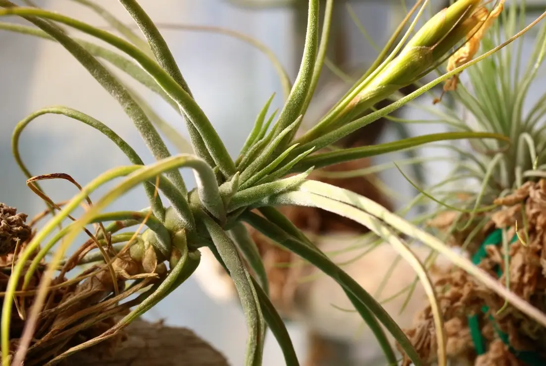 空氣鳳梨 修剪 方法 空氣鳳梨 修剪 方法