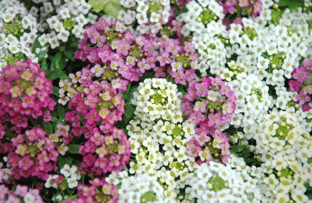 香雪球怎麼吃 香雪球怎麼吃