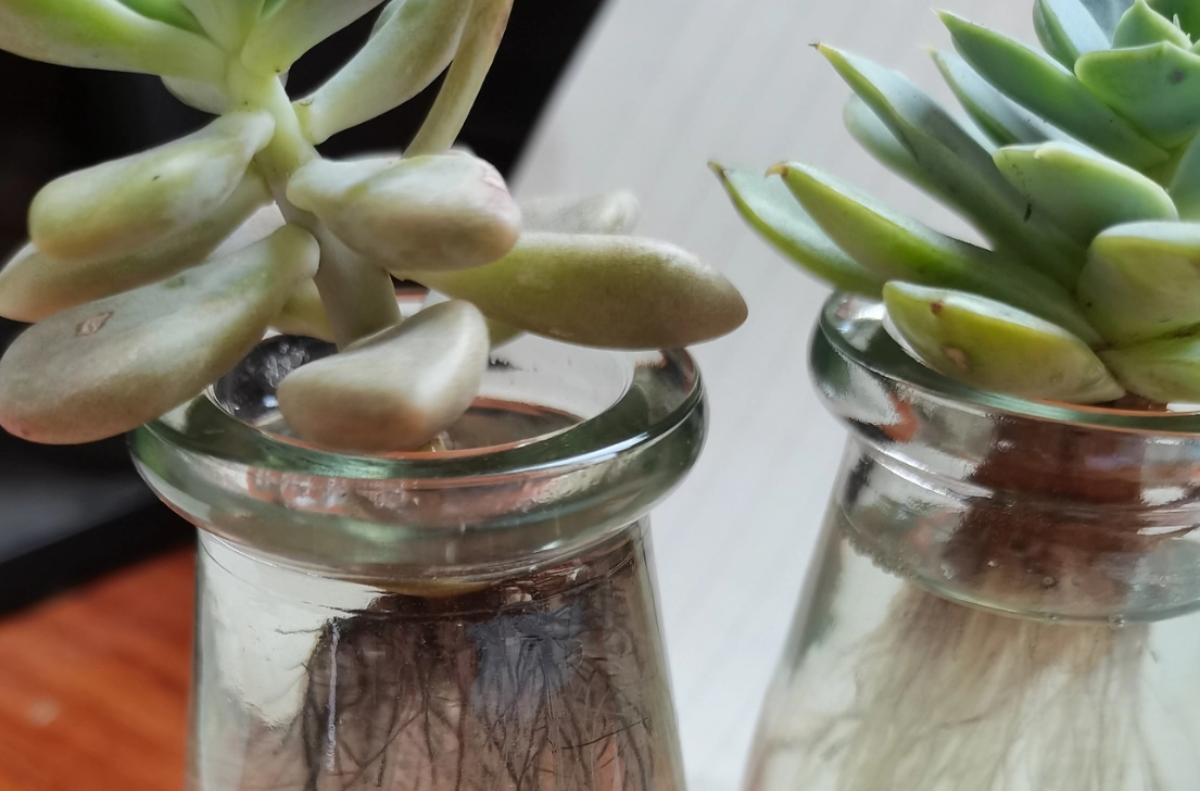 多肉水培 多肉水培