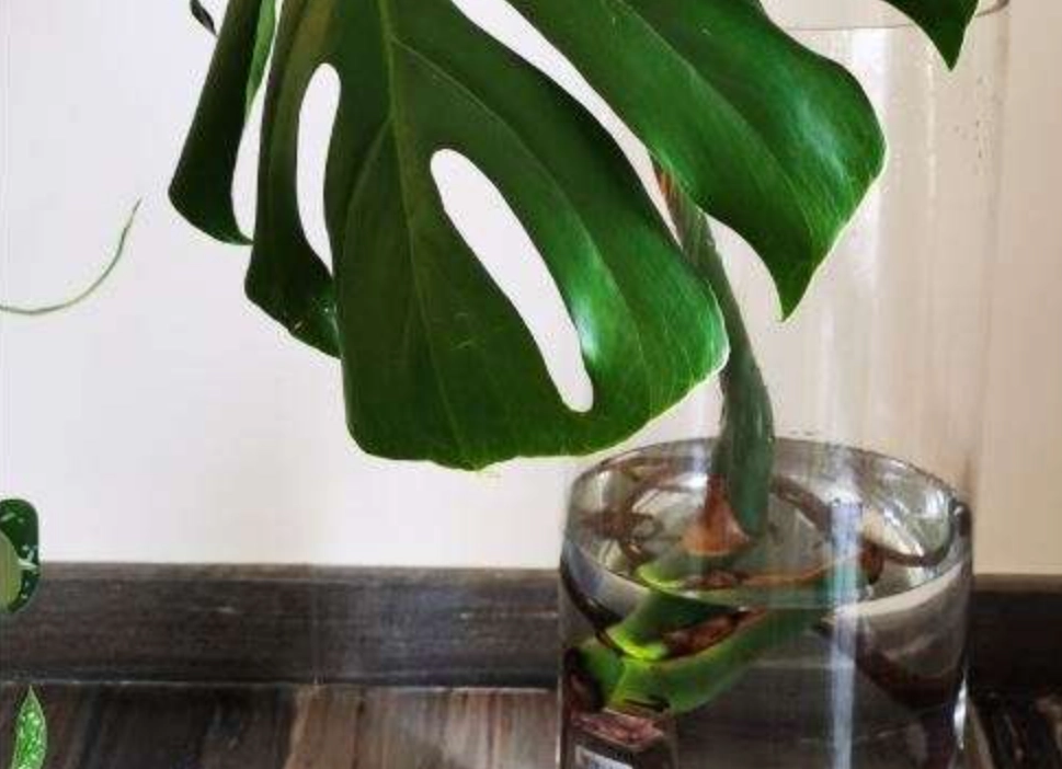 龜背芋水培步驟