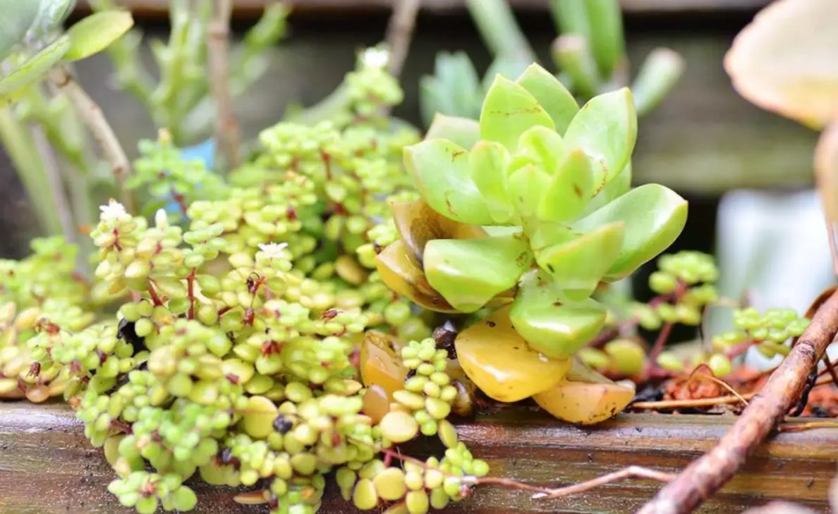 多肉徒長 多肉徒長