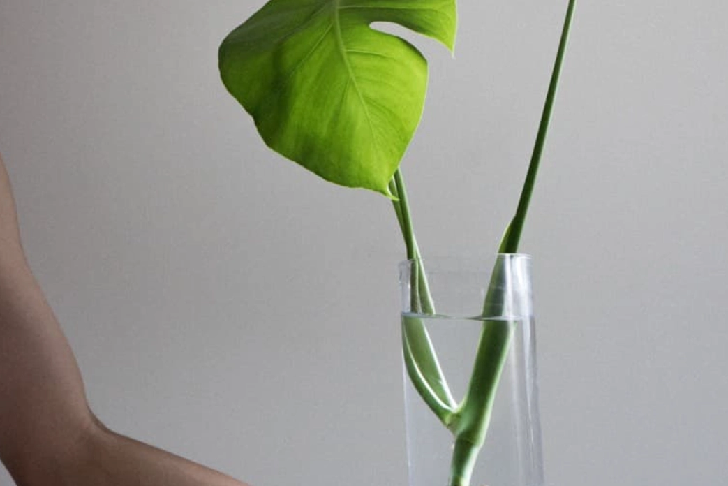 龜背芋水培步驟