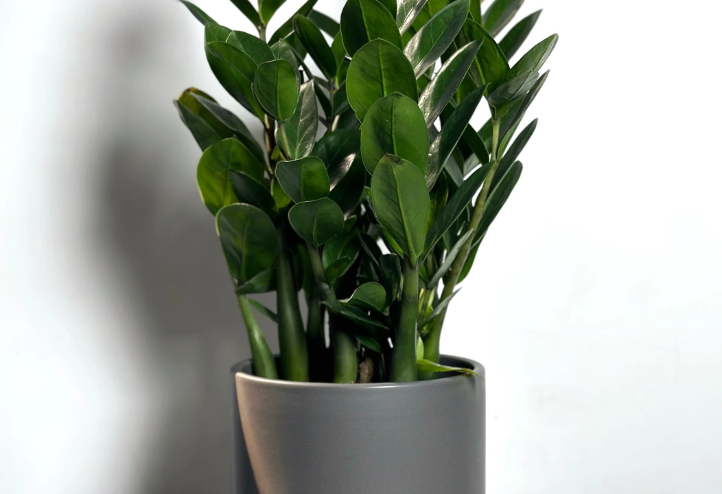 金錢樹 澆水 金錢樹 澆水