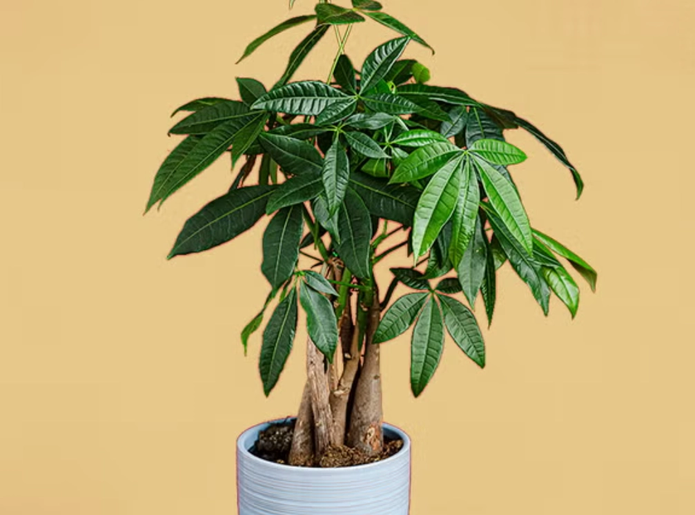 發財樹照顧 發財樹照顧