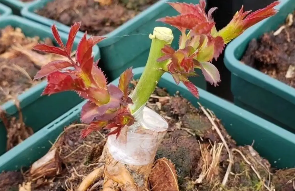 嫁接成功率提升