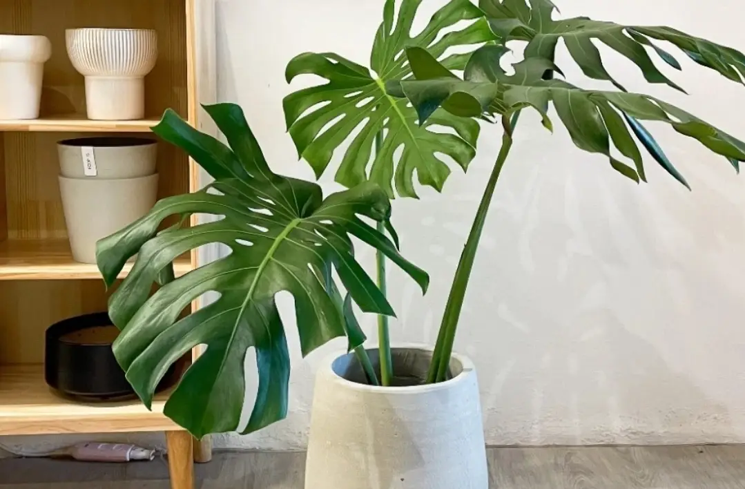 龜背芋生長速度