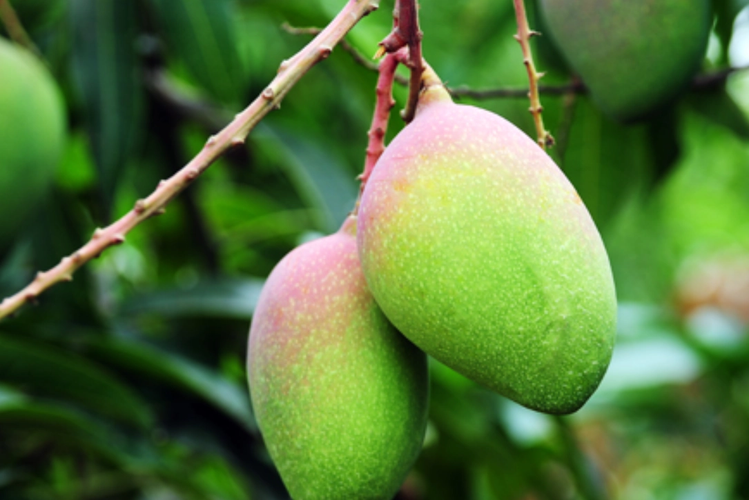 夏天結果植物推薦