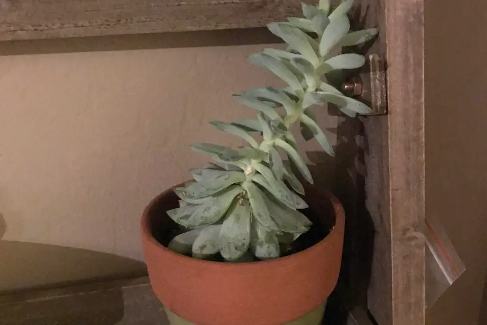 多肉長太高怎麼辦