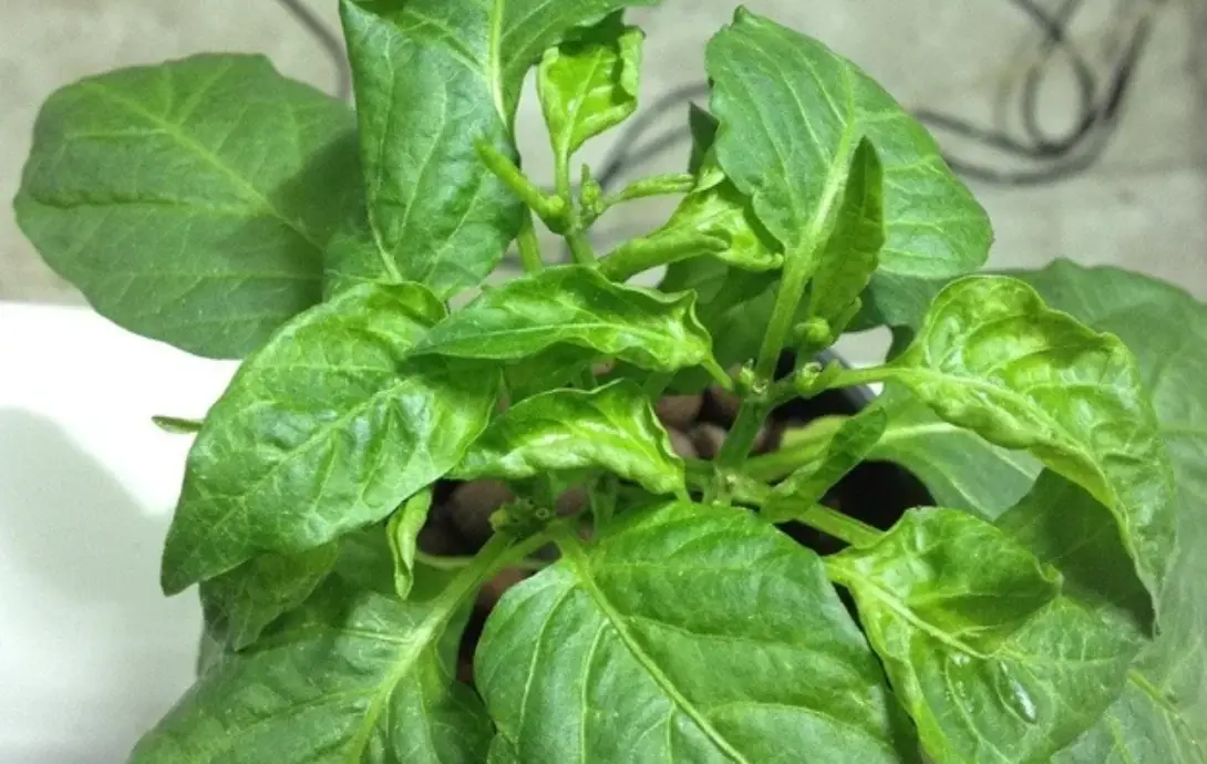 辣椒葉子皺皺原因 辣椒葉子皺皺原因