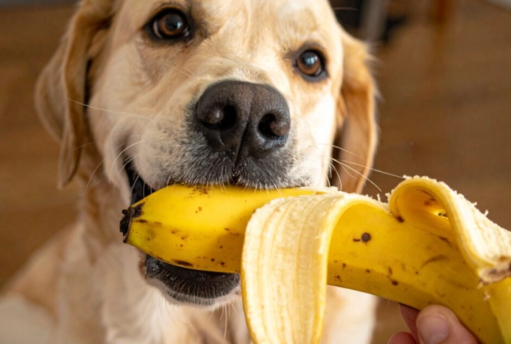 狗狗可以吃的水果 狗狗可以吃的水果