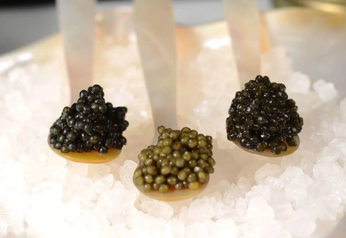 魚子醬 動物福利