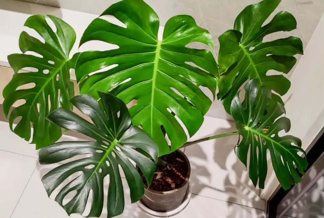 植物根系 健康 植物根系 健康