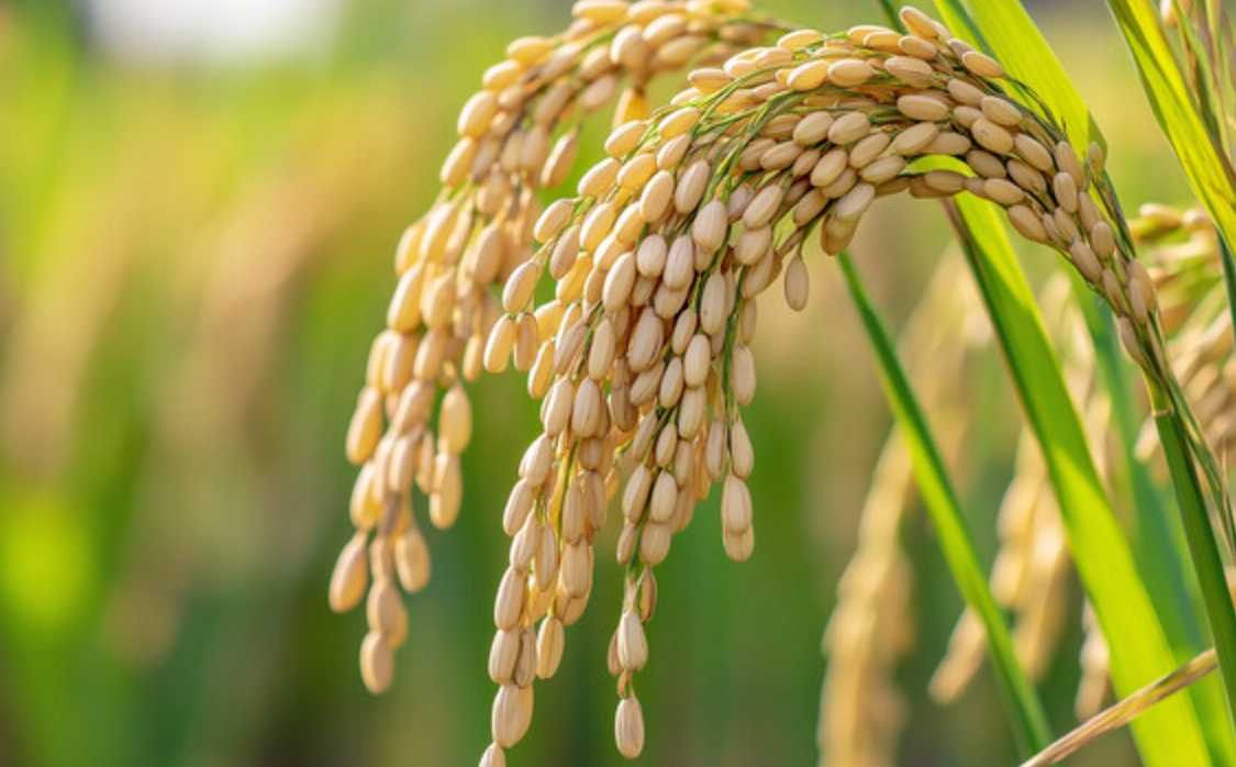 稻米成熟時間 稻米成熟時間