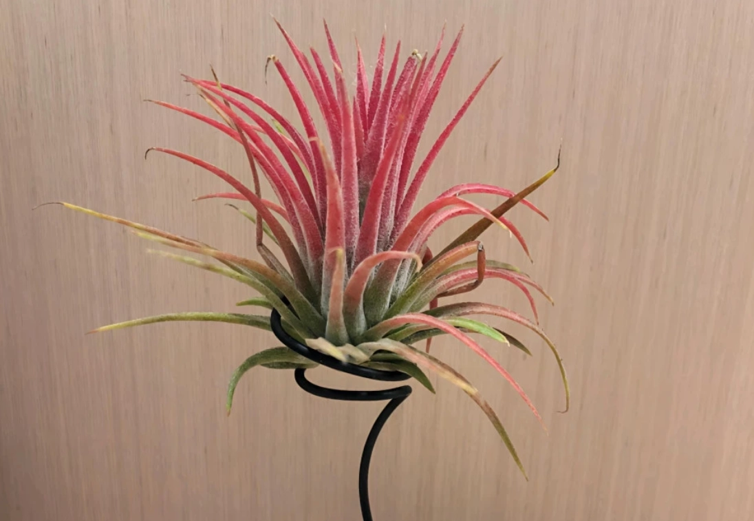 如何延長空氣鳳梨壽命