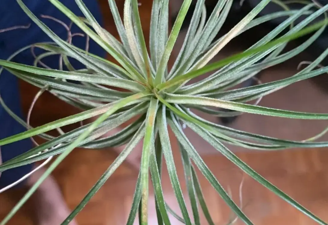 如何延長空氣鳳梨壽命