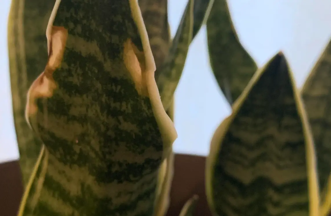 植物 曬傷 復原