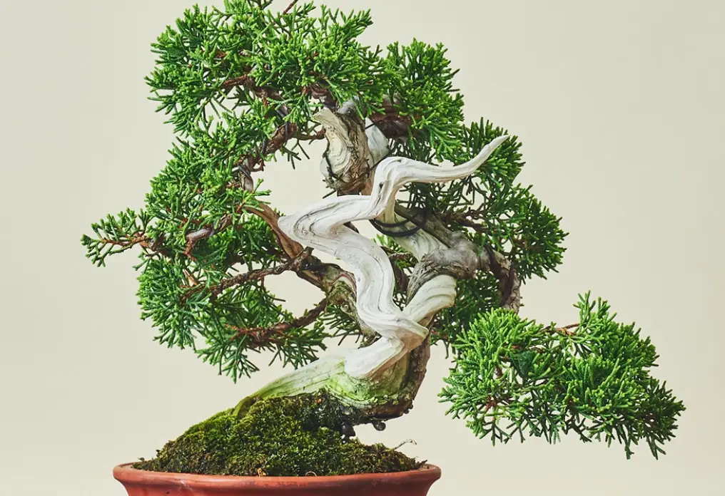 真柏照顧 真柏照顧