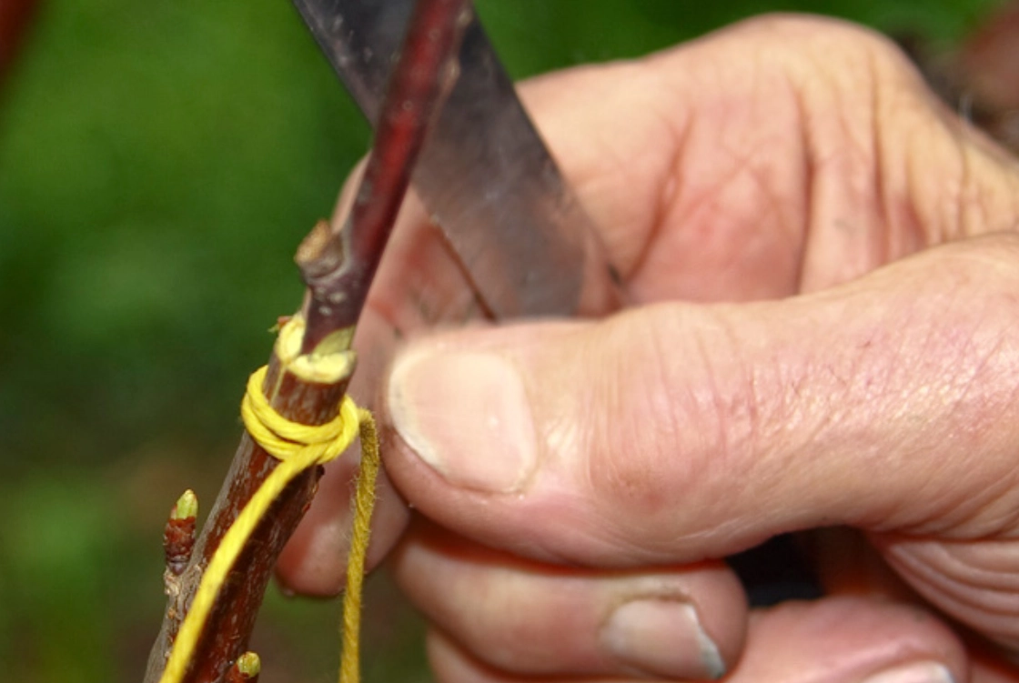 果樹嫁接砧木