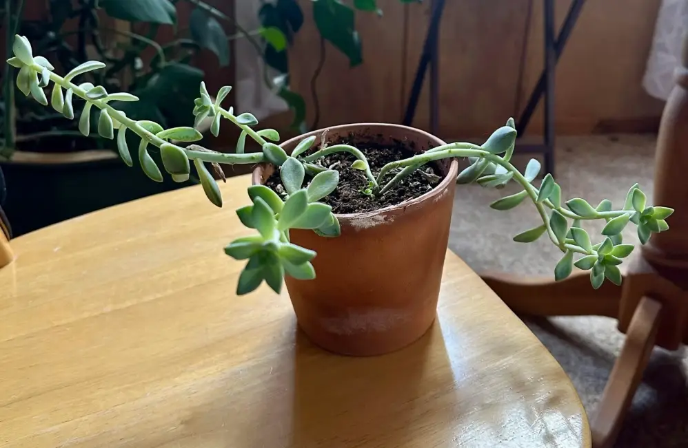 多肉長太高怎麼辦