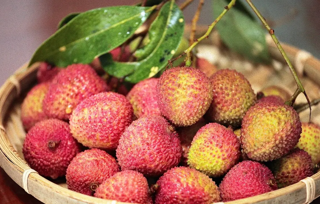 台灣春天開花果樹