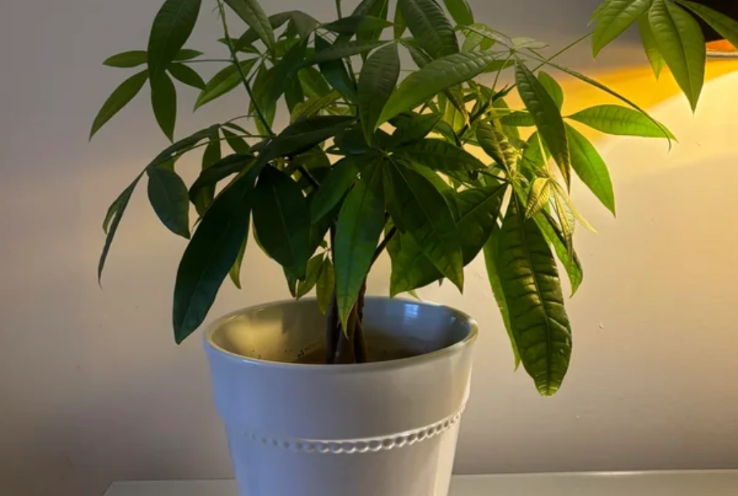 發財樹澆水 發財樹澆水