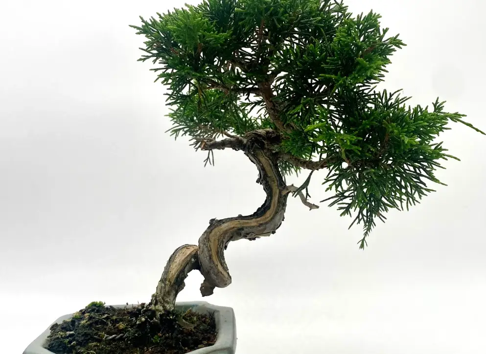 真柏照顧 真柏照顧