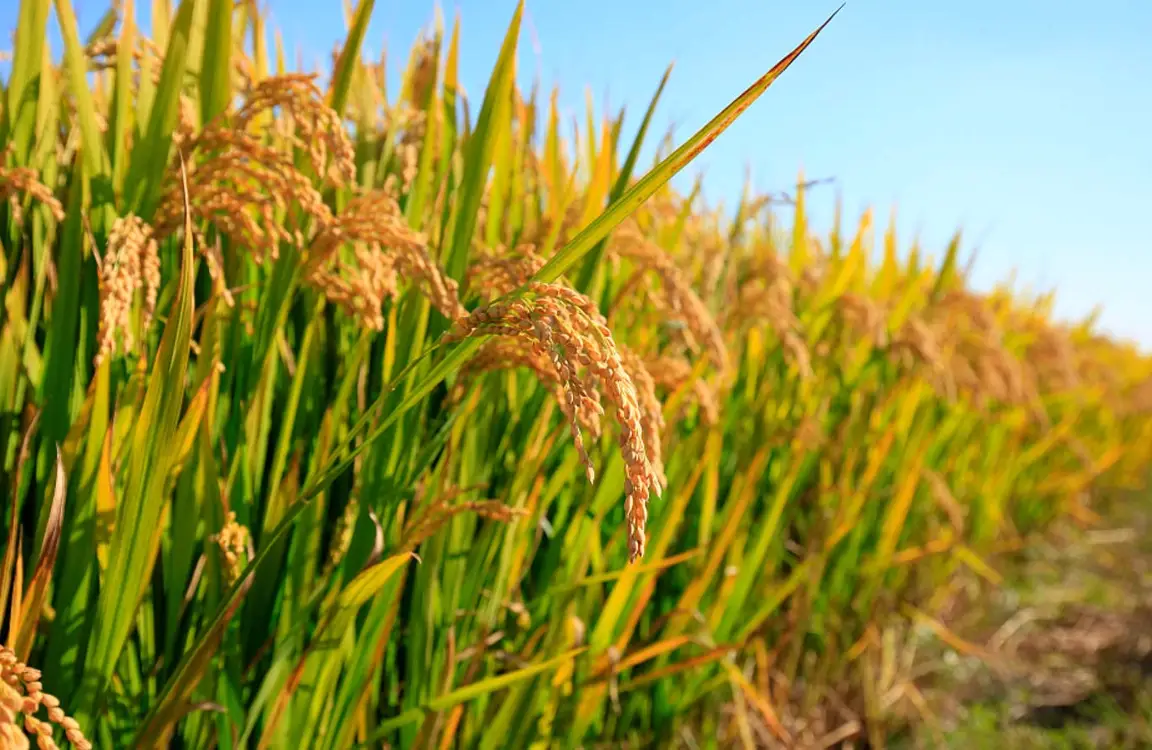 水稻種植時間 水稻種植時間