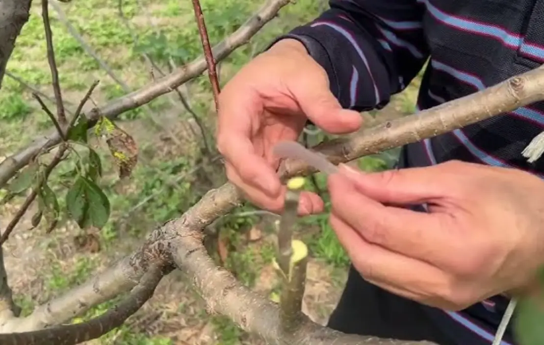 砧木嫁接方法
