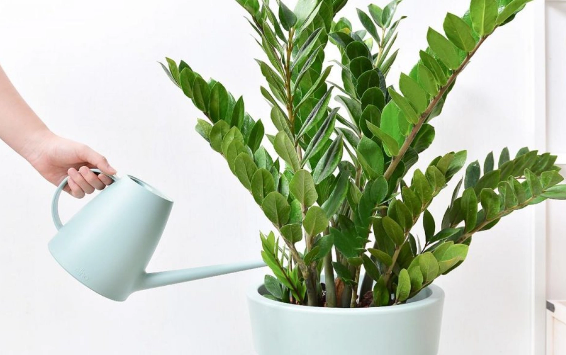 金錢樹 照顧 金錢樹 照顧