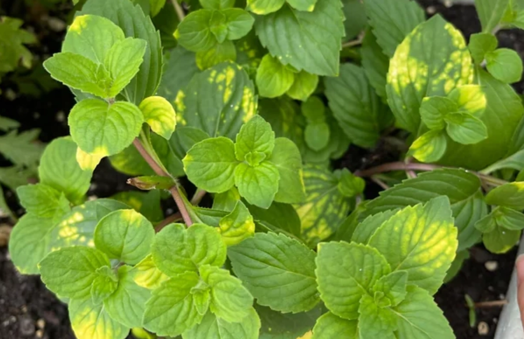 薄荷葉子變黃原因