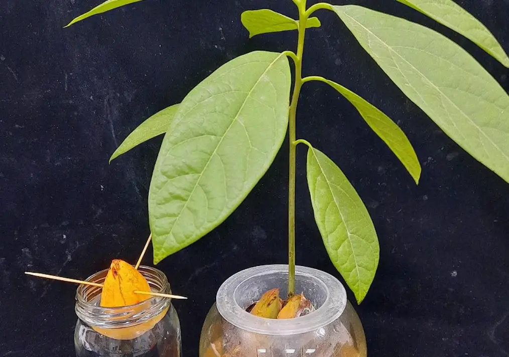 酪梨盆栽照顧 酪梨盆栽照顧