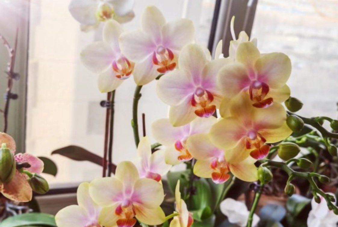 有根的植物 養護 有根的植物 養護