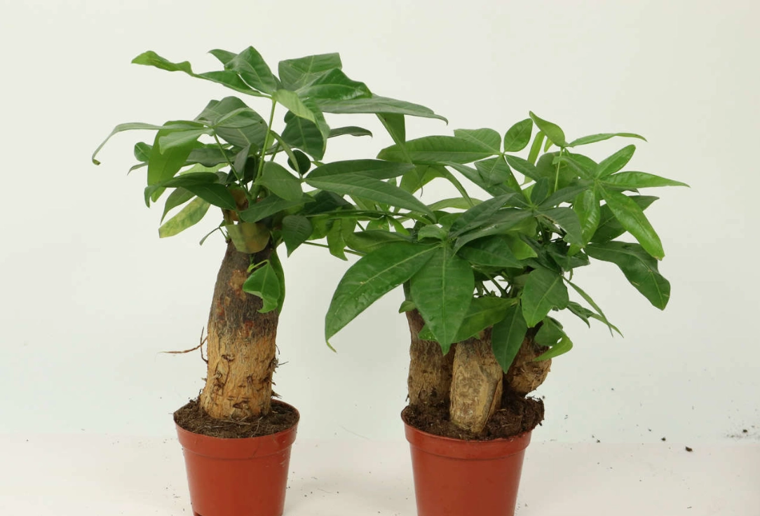 發財樹葉子發黃