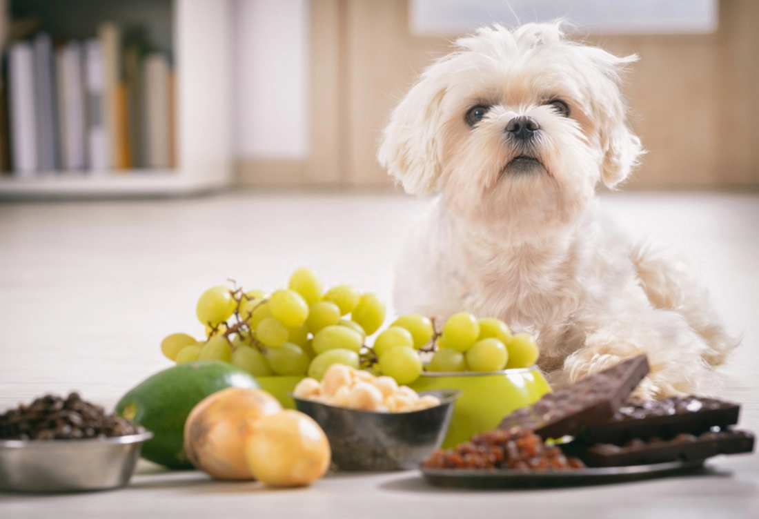狗狗水果中毒 狗狗水果中毒