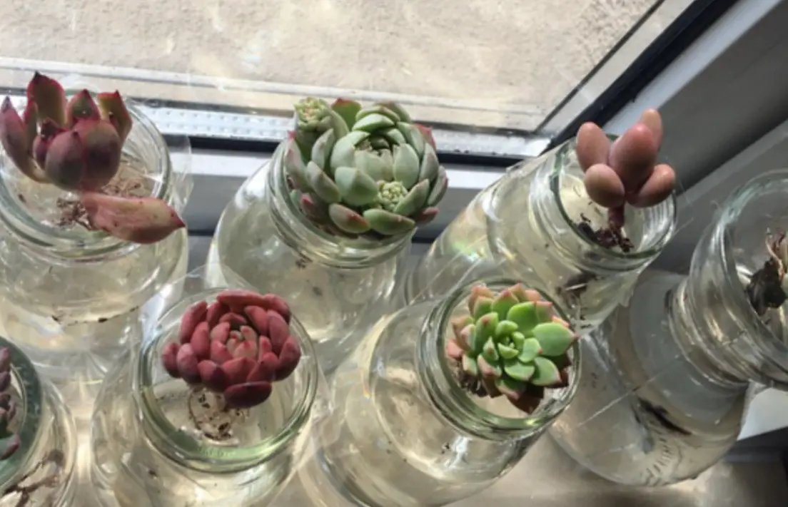 多肉水培 多肉水培