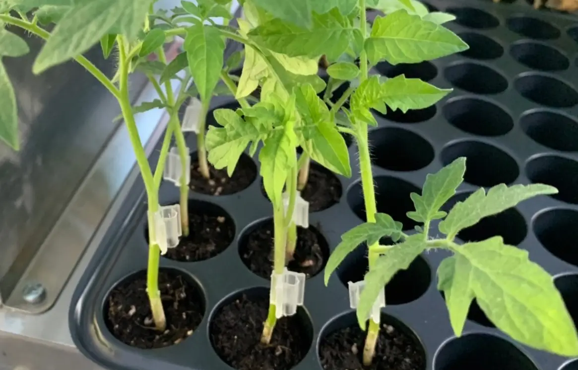 嫁接成功率提升