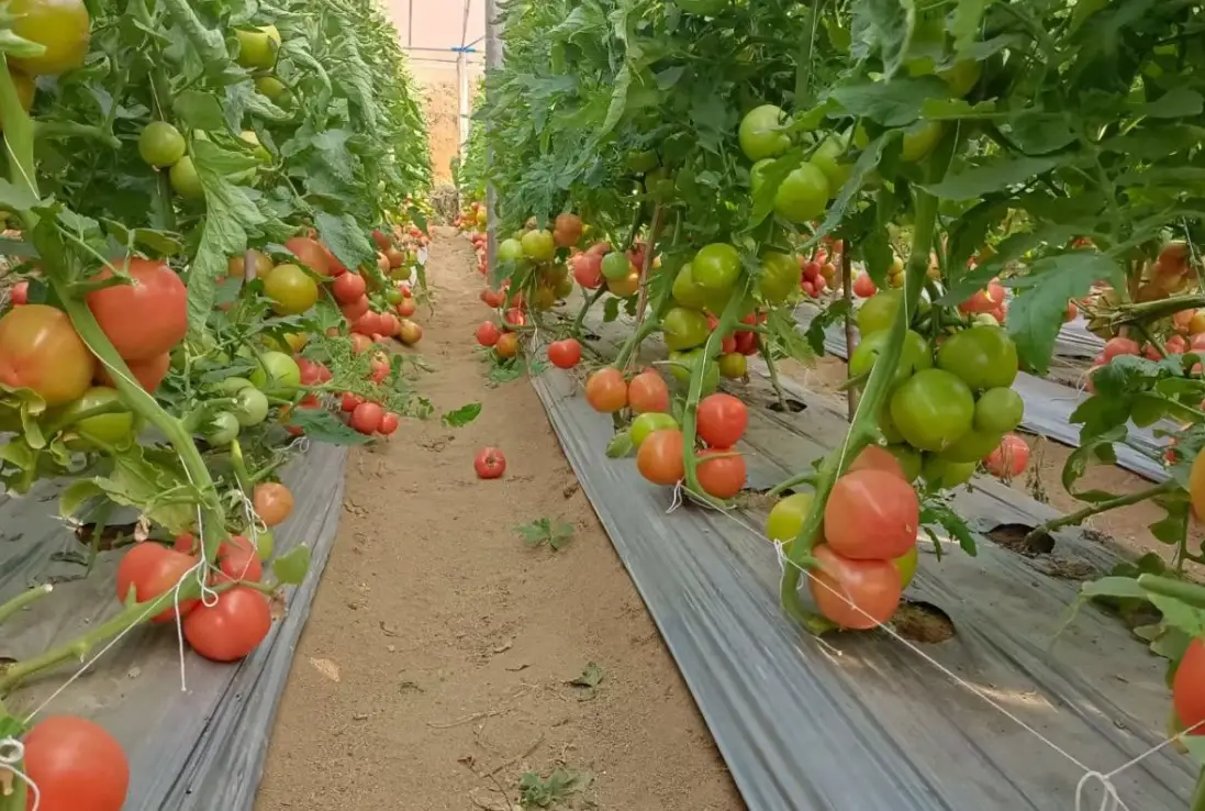 番茄種植技巧