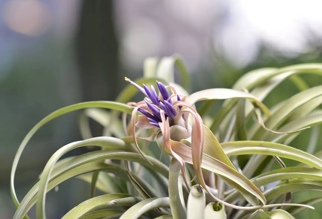 空氣鳳梨死亡原因 空氣鳳梨死亡原因