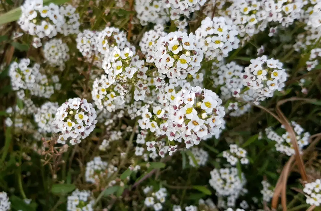 香雪球怎麼吃 香雪球怎麼吃