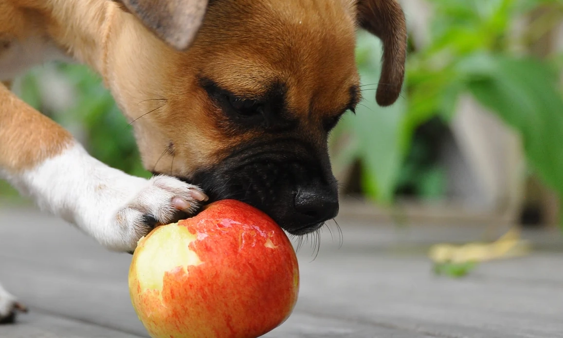 狗狗水果中毒 狗狗水果中毒
