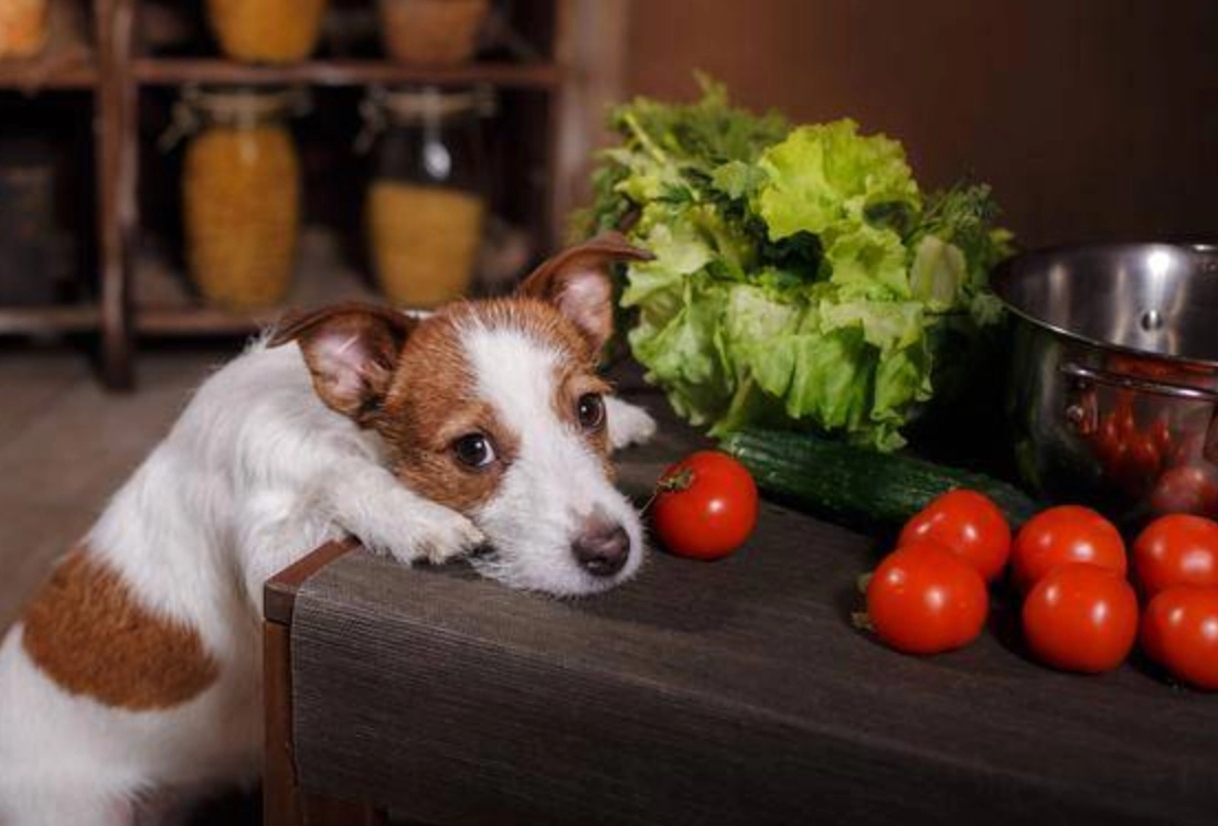 狗狗可以吃的水果 狗狗可以吃的水果