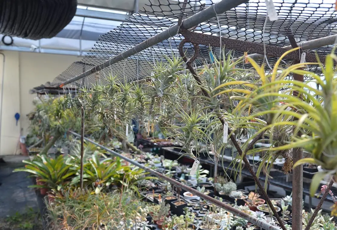 空氣鳳梨 修剪 方法 空氣鳳梨 修剪 方法