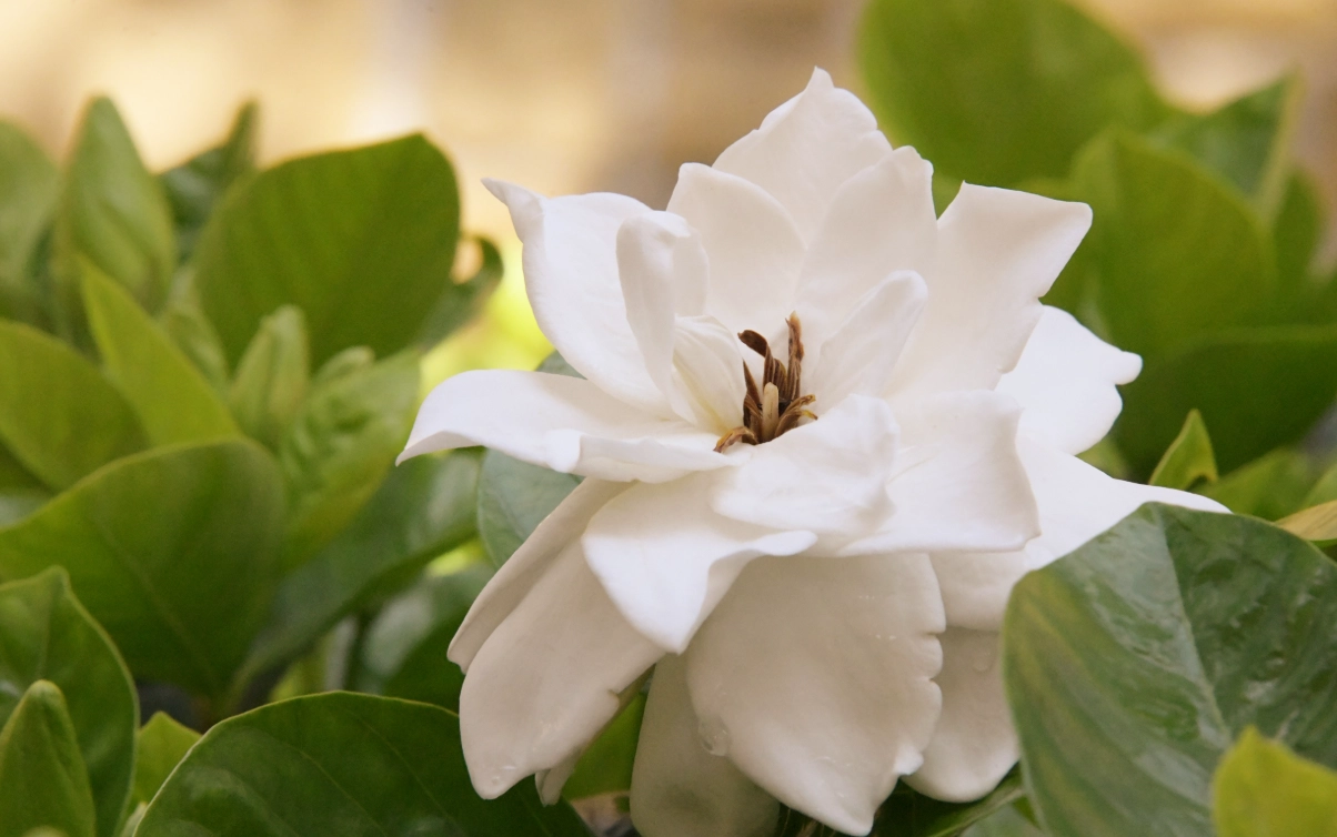 白色食用花種類