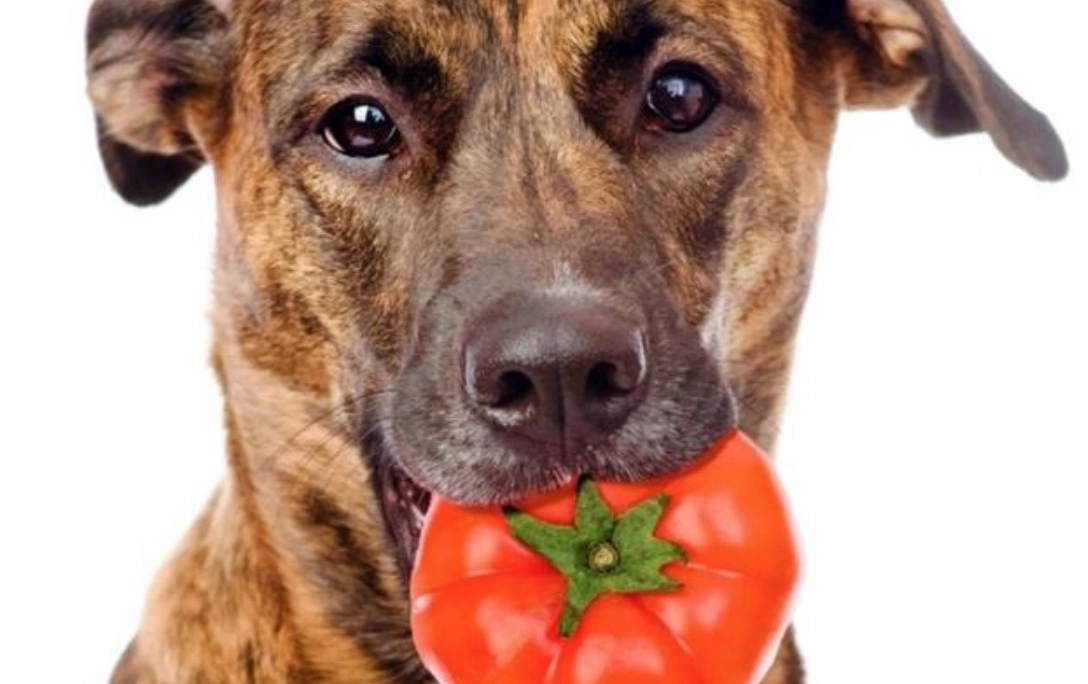 狗狗水果中毒 狗狗水果中毒