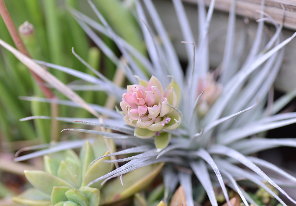 空氣鳳梨開花 空氣鳳梨開花